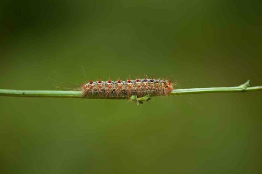 Small Amounts of Lawn Grubs are Fine