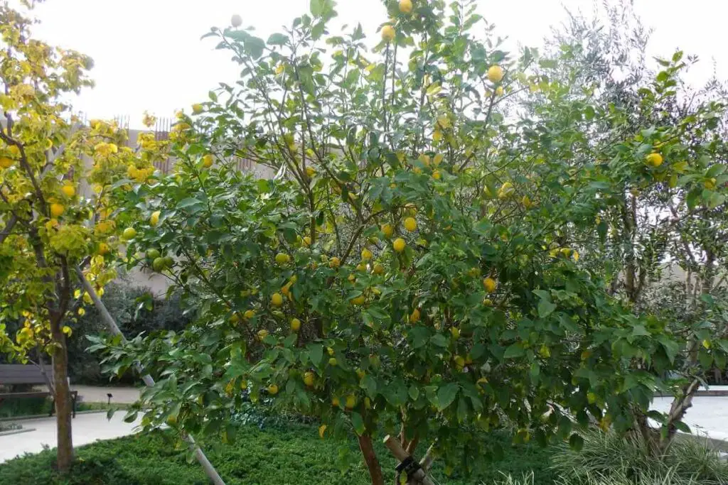 Lemon trees in a park