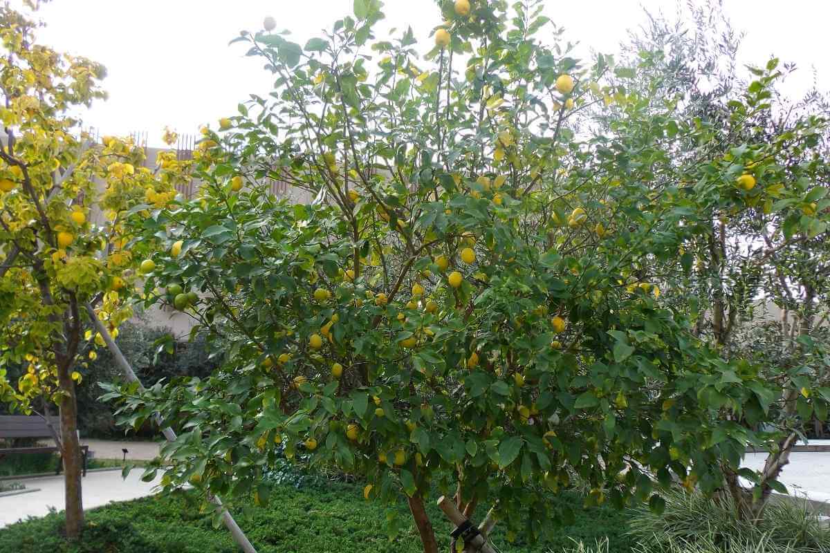 10 Best Fruit Trees For Houston (Perfect For Houston Backyards