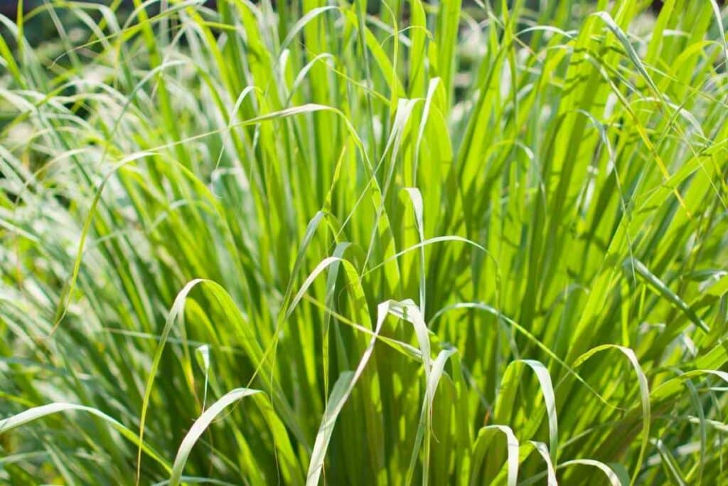 Lemongrass plant