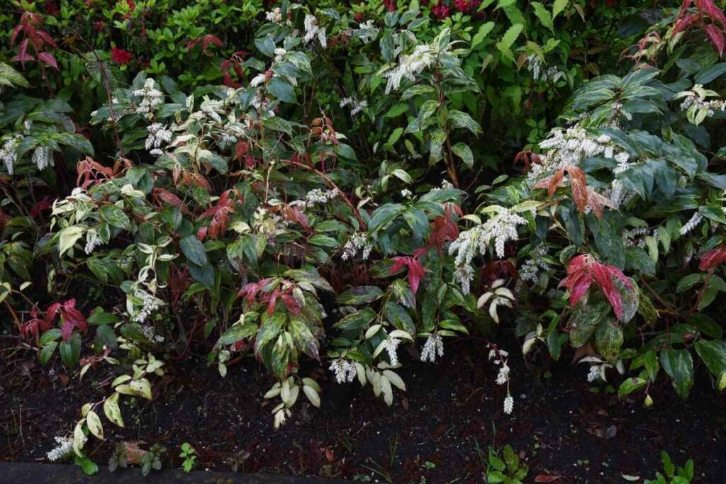 Leucothoe Scarletta (‘Zeblid’)