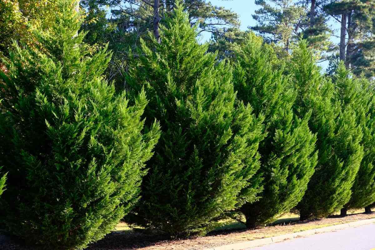 11 Trees That Don’t Lose Leaves (Perfect for Privacy) Gardenia Organic