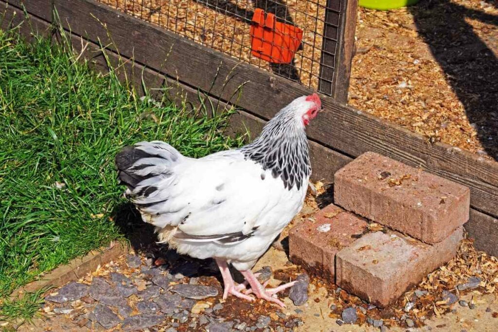 Light Sussex chickens lay pink eggs