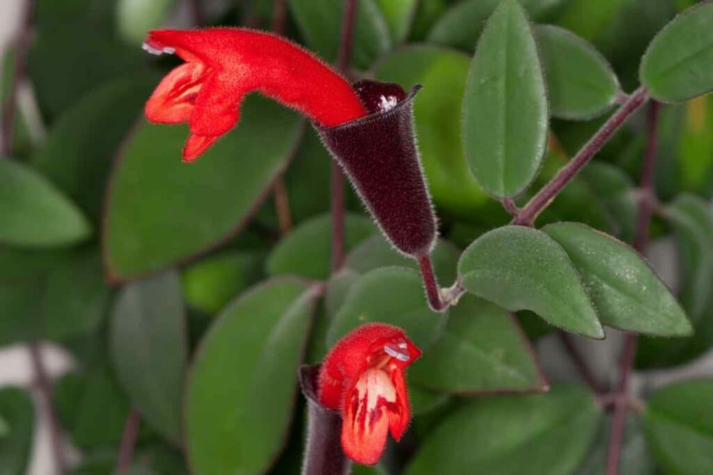 Aeschynanthus radicans