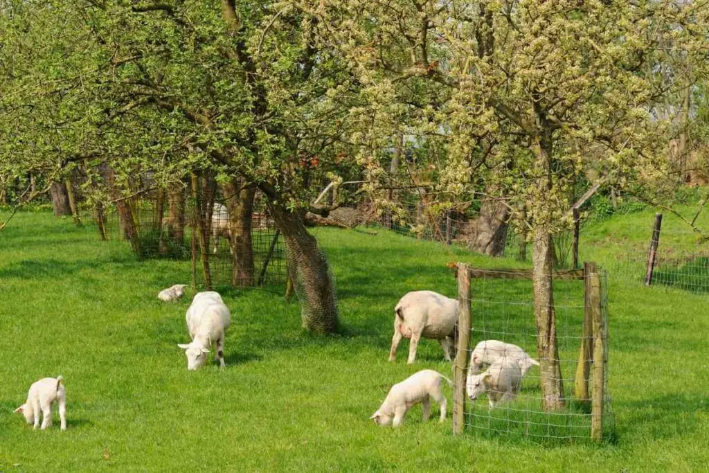 Livestock guard to protect fruit tree from sheep