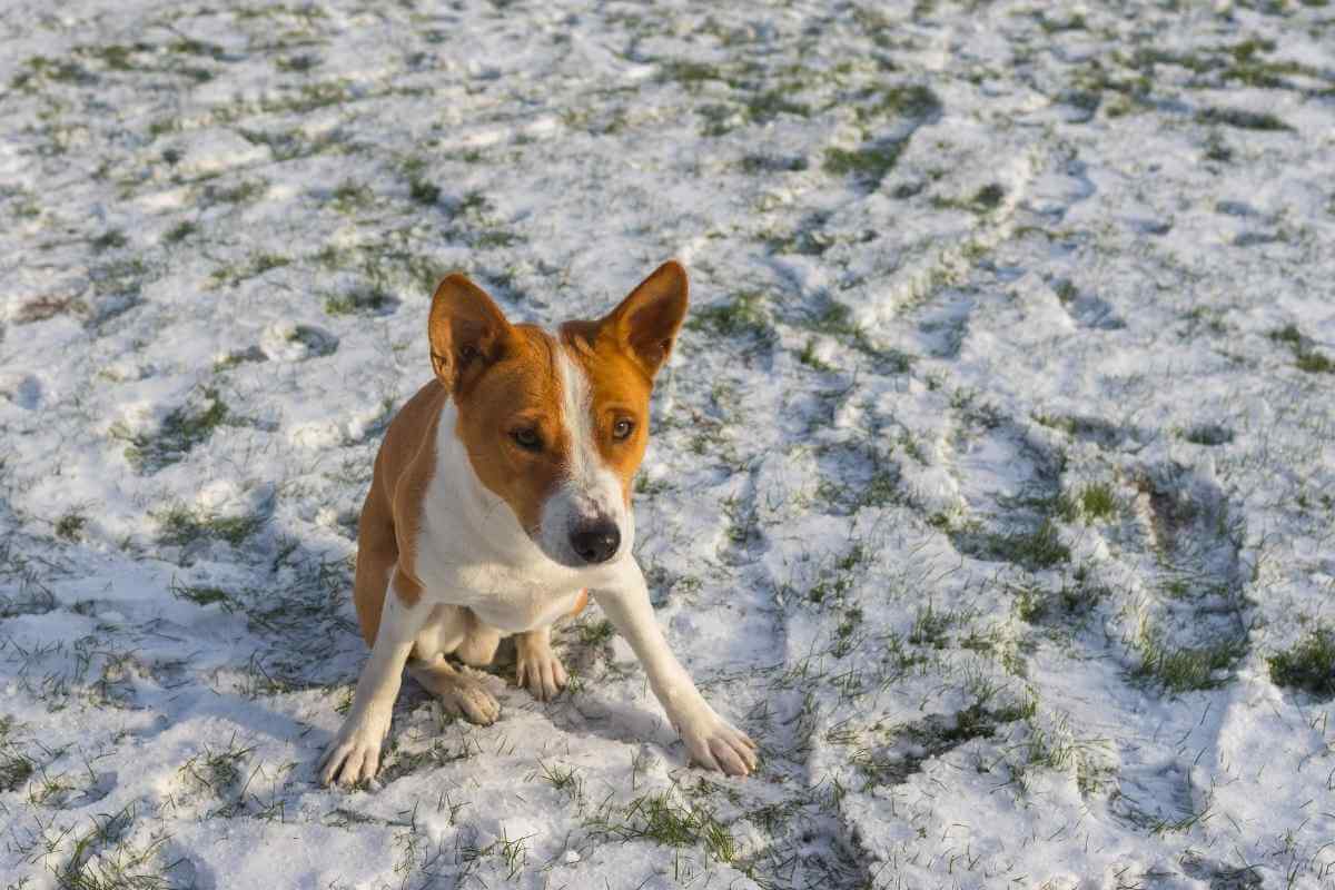 should-you-cut-grass-short-before-winter