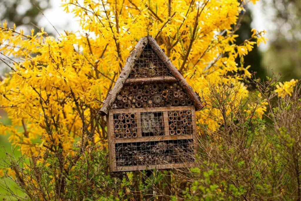 Bee hotel maintenance guide