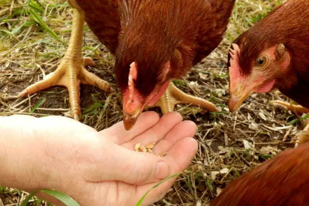 Maran chickens lay brown eggs