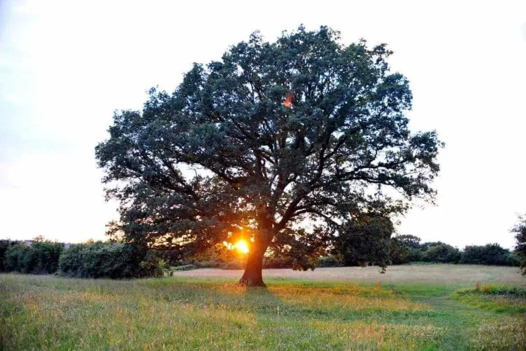 Oak tree mature