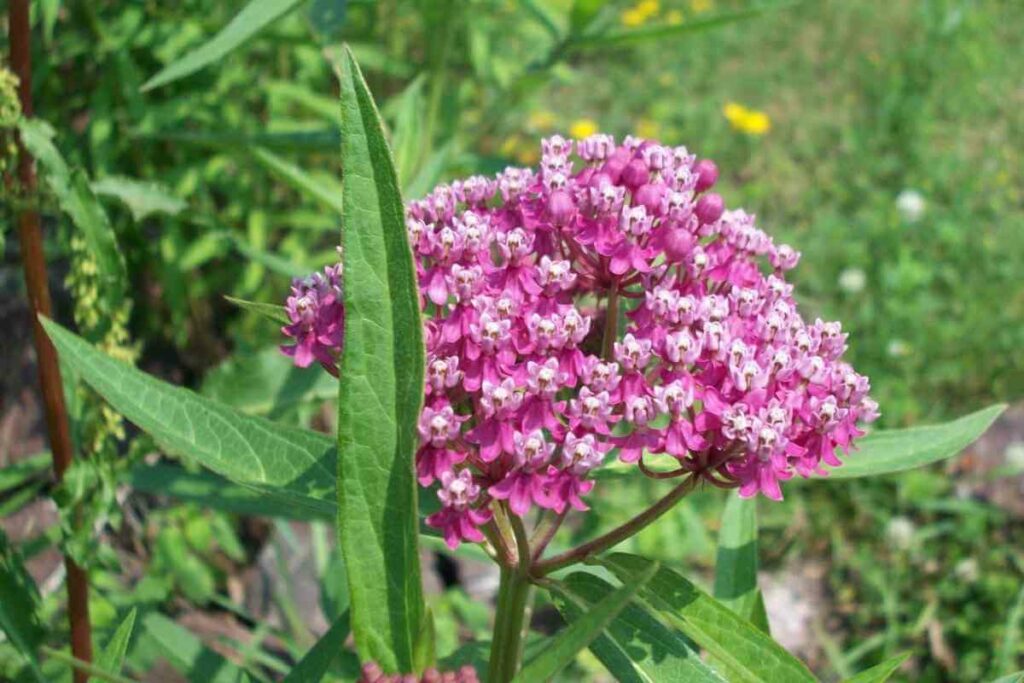 Milkweed flower that looks like weed.