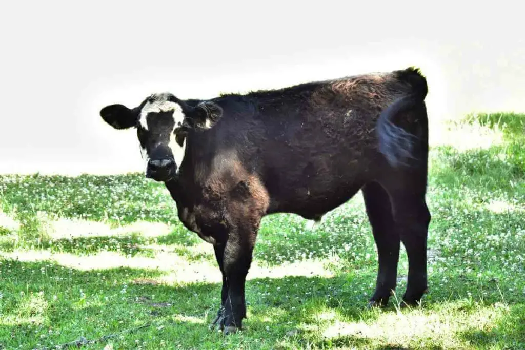 Mini Lowline Angus cattle black