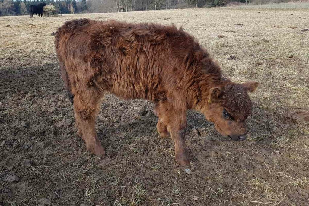 Miniature Belted Galloway brown cattle