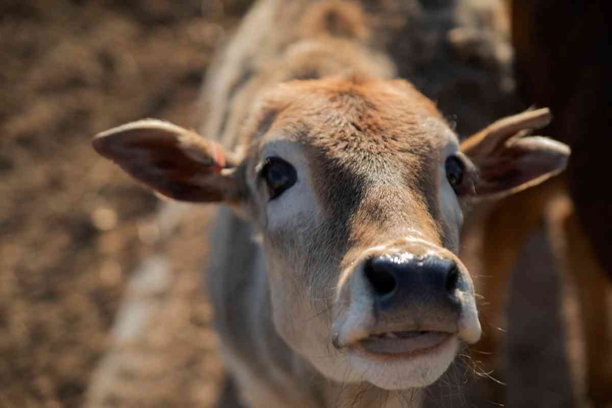 Guide to Miniature Cattle Breeds for Large Backyards