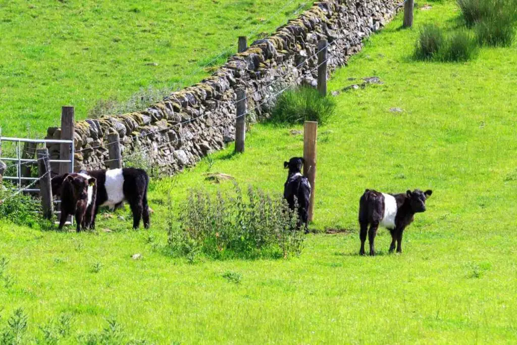 Miniature cattle in the field