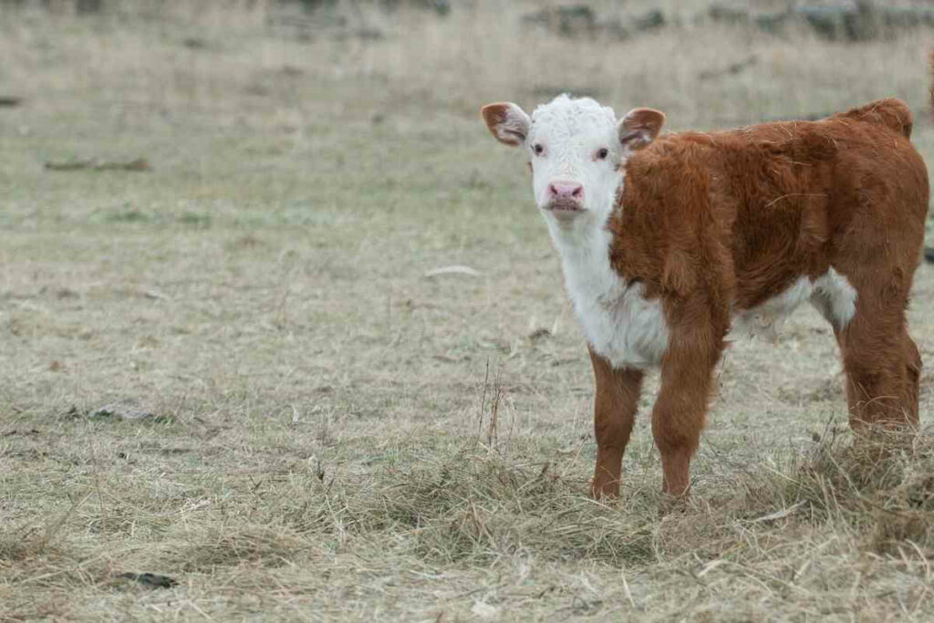 Miniature Herefords miniature cattle breed