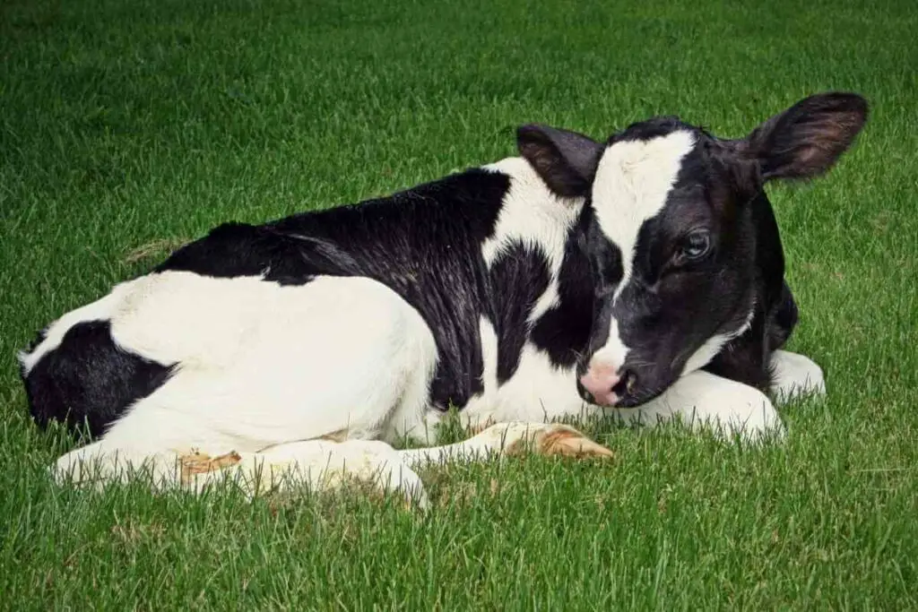 Miniature Holstein miniature cattle breed