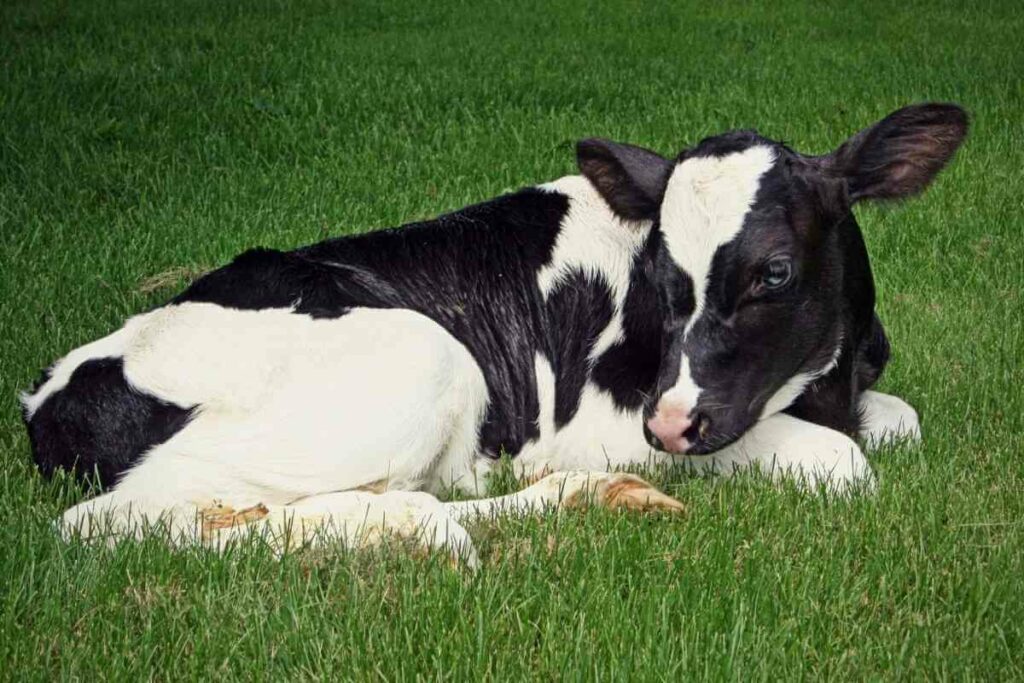 Miniature Holstein miniature cattle breed