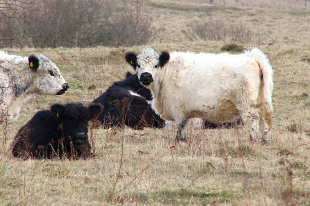 Miniature Panda mini cow