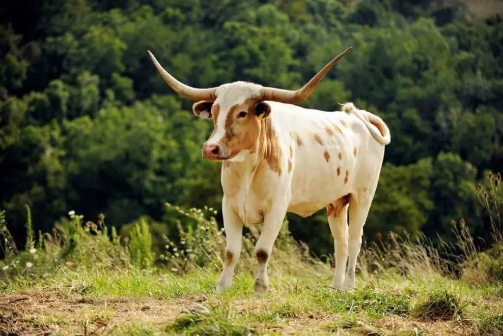 Miniature Texas Longhorns miniature cattle breed