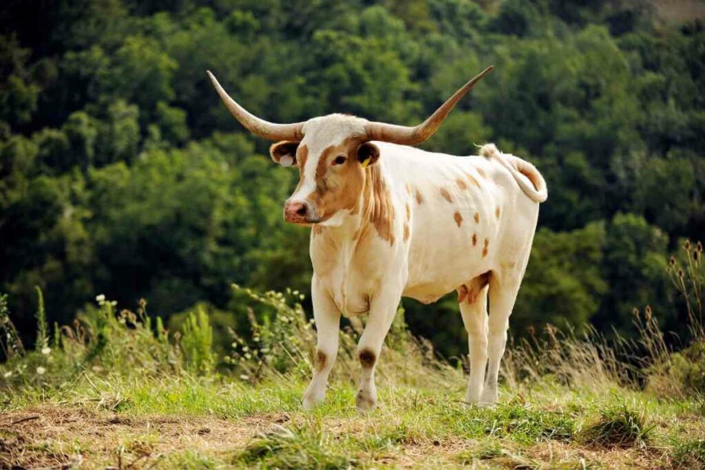 Miniature Texas Longhorns miniature cattle breed