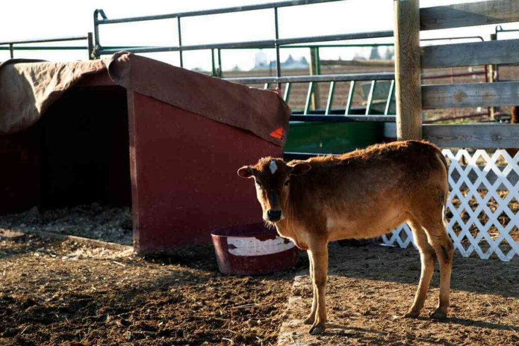 Zebu or Braham miniature cattle breed