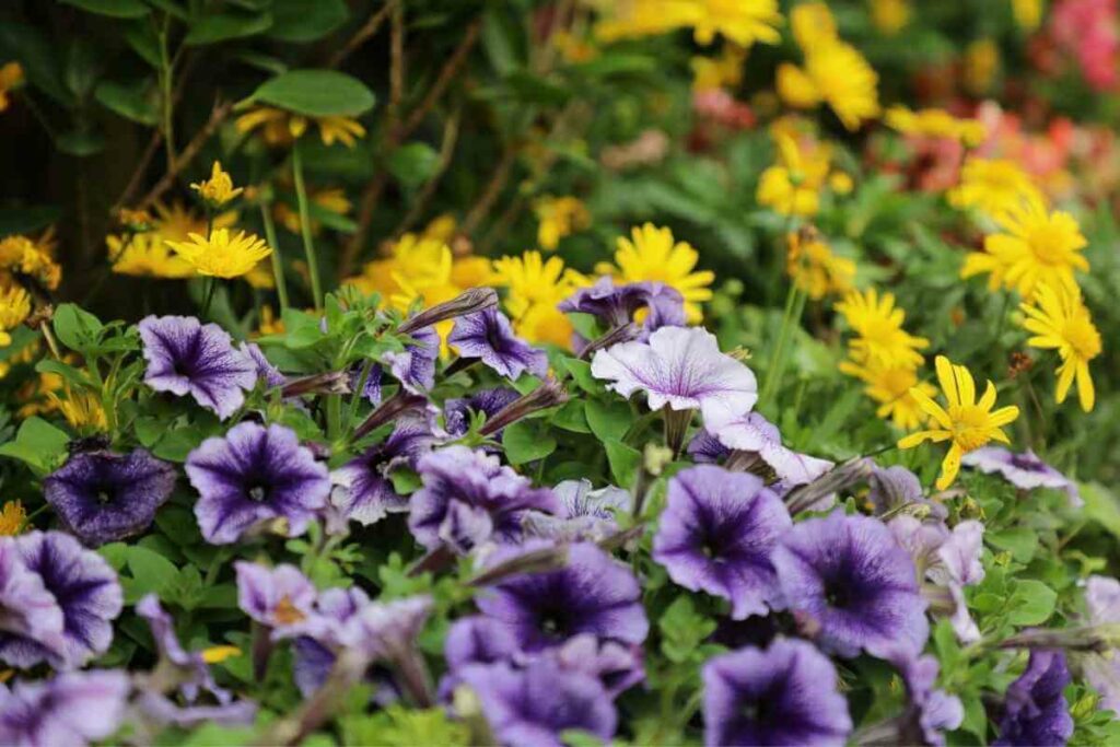 Top 10 Tall Weeds With Purple Flowers