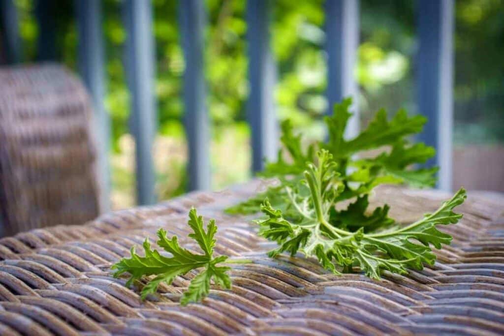 Mosquito Plant (Citronella)