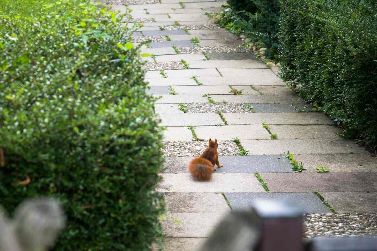 Will Mothballs Keep Squirrels Away From My Home And Garden? Gardenia