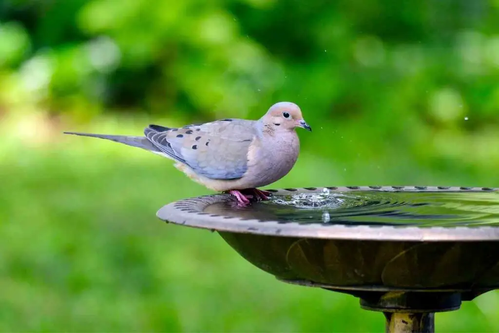 Mourning Doves Backyard Birds in Ohio
