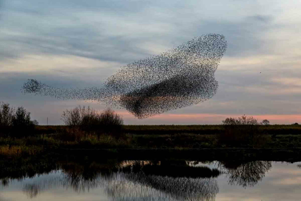 Starlings Murmuration