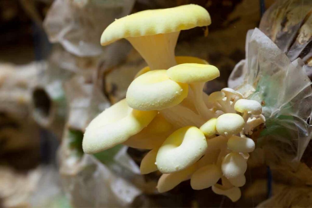 Mushrooms picking time