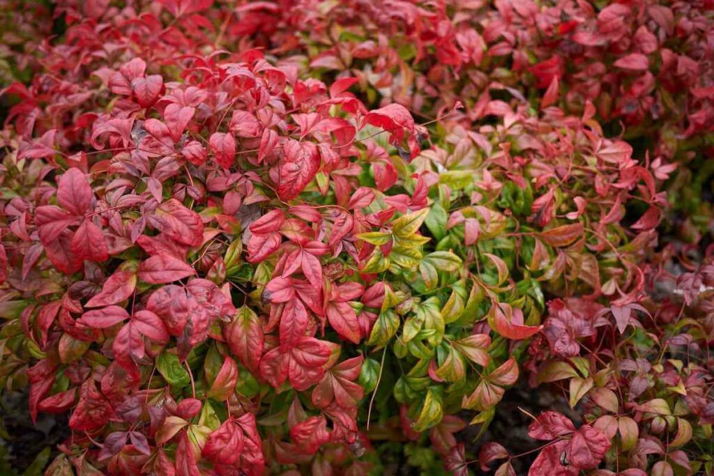 Nandina Domestica Obsessed ‘Seika’