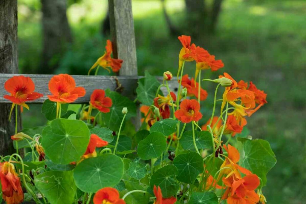 Nasturtium plant for pots