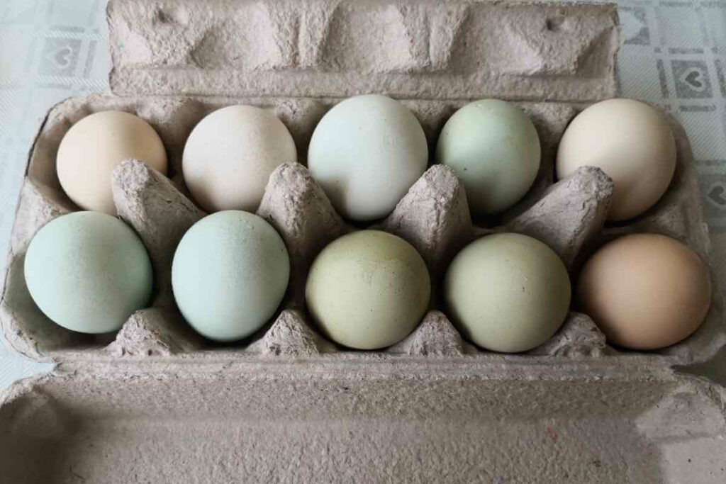 Natural colored chicken eggs