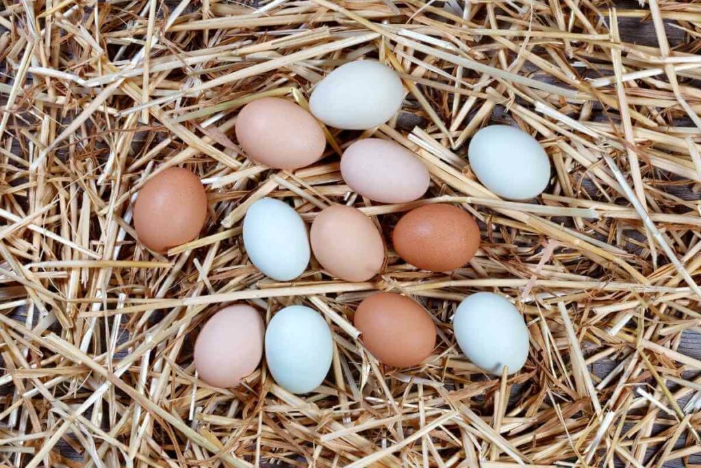 Which Chickens Lay Colored Eggs?