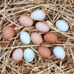 Which Chickens Lay Colored Eggs?