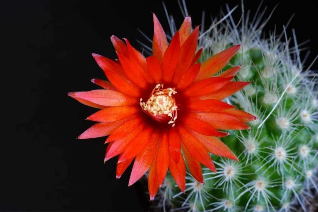 Parodia nivosa