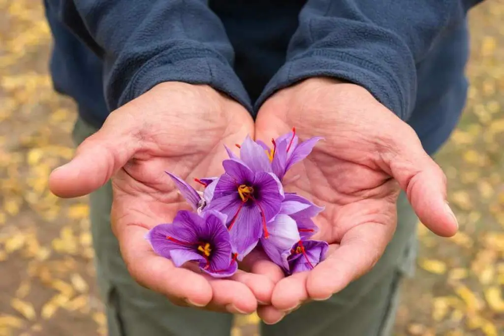 Saffron in hands