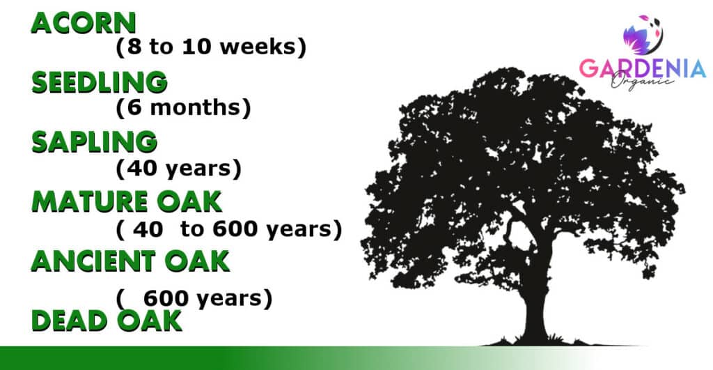 Oak Tree Growth Rate Guide (With Chart) Gardenia Organic (2023)