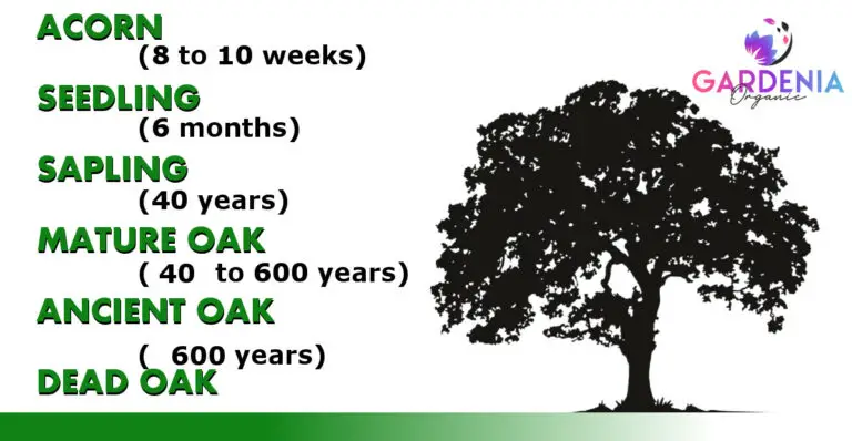 Oak Tree Growth Rate Guide (With Chart) - Gardenia Organic