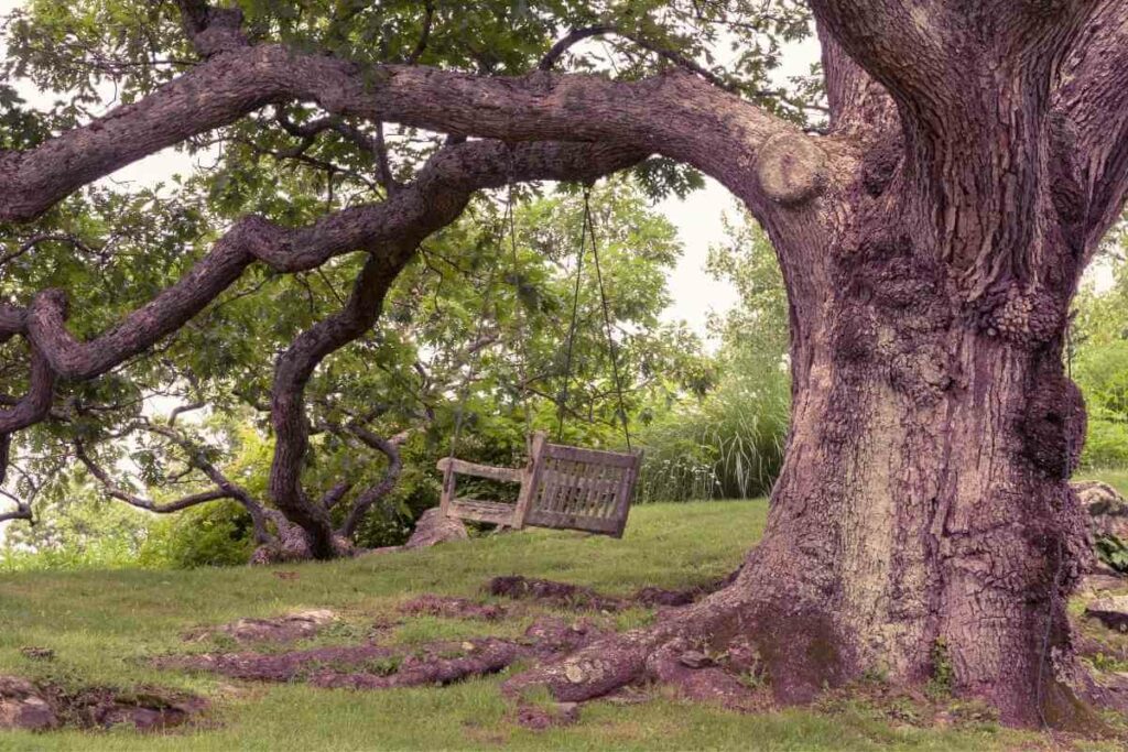 Oaks are an ecosystem in a single tree