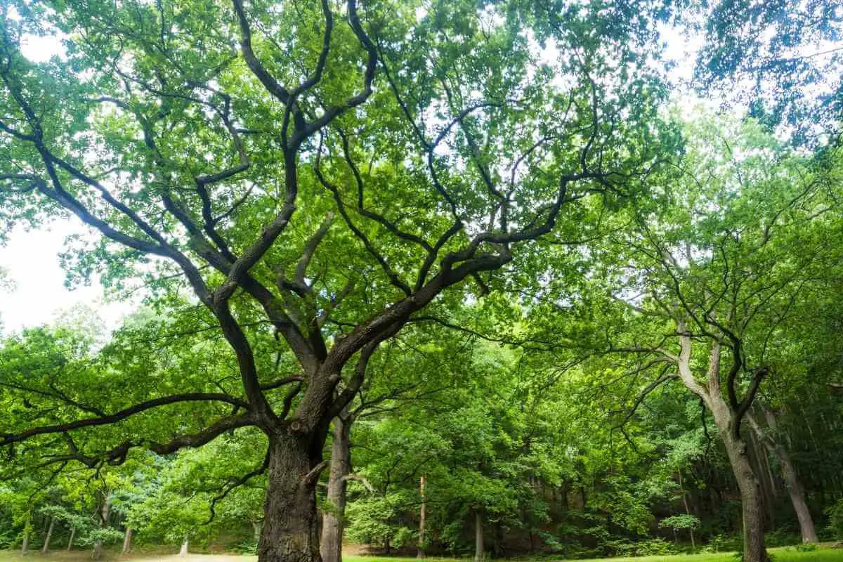 Oak Tree Growth Rate Guide (With Chart) - Gardenia Organic