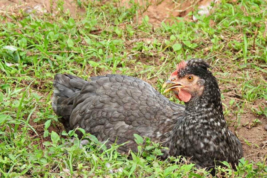 Olive Egger chickens lay green eggs