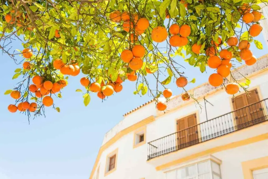 Orange tree sunny day