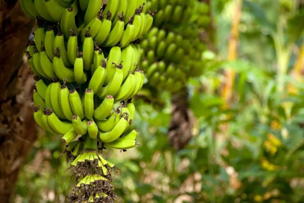 How to Know If an Organic Banana Is Ripe?