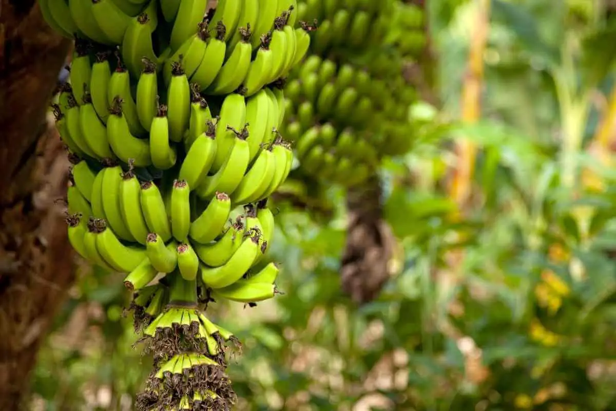 Do Organic Bananas Turn Yellow? Gardenia Organic