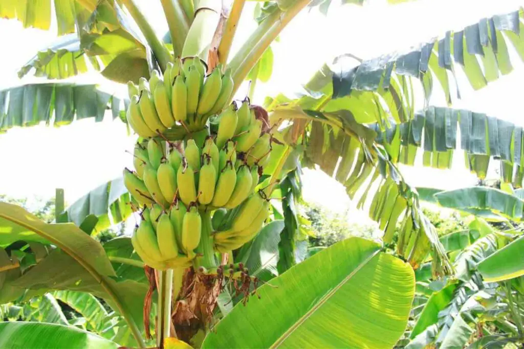 Organic bananas trees