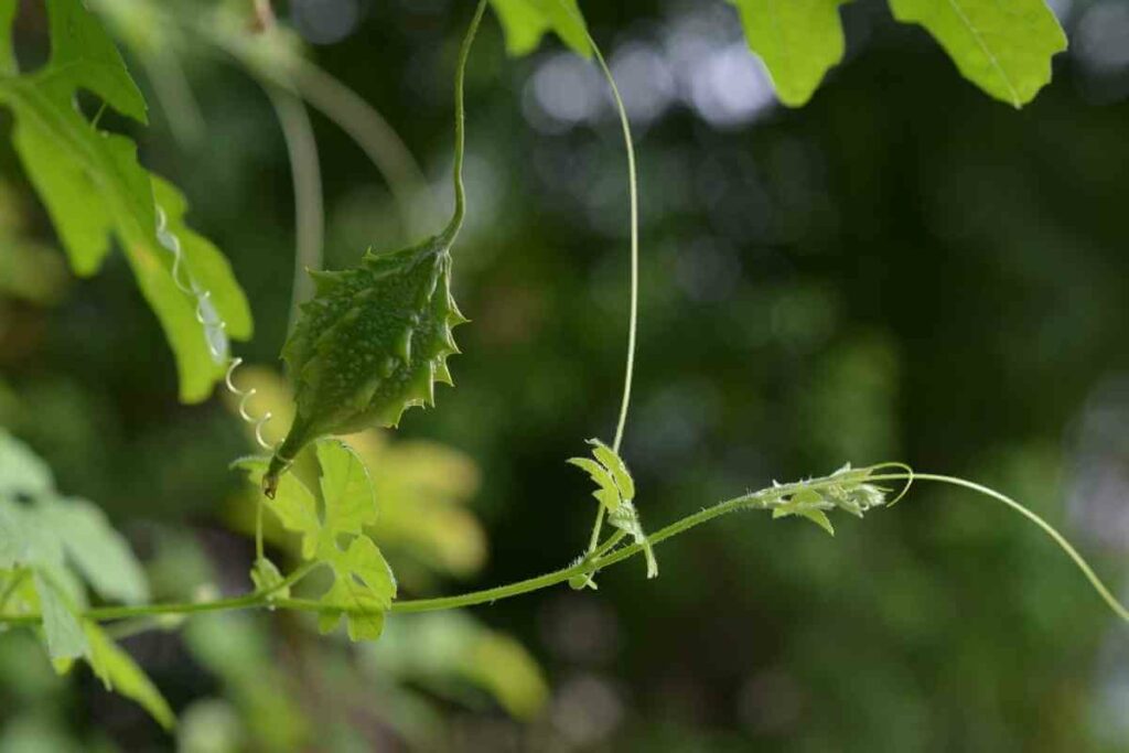 Organic fertilizers bitter gourds