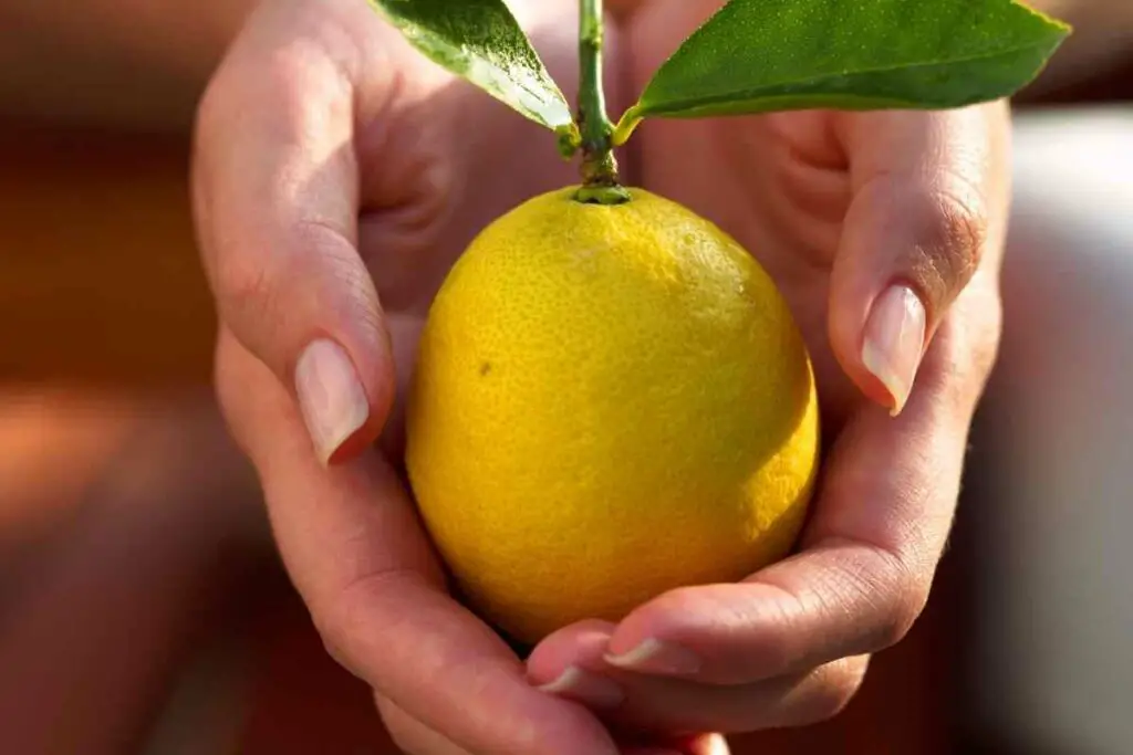 Healthy organic lemon in hands