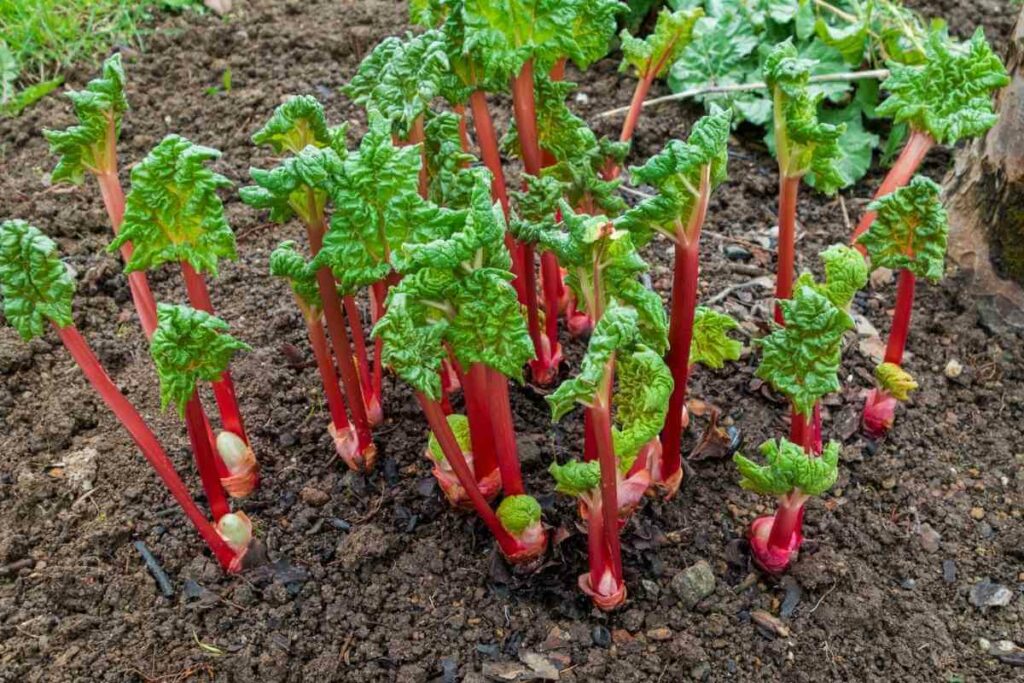 Watering Rhubarb tips